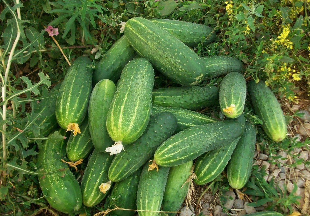 Огурцы Водолей Фото